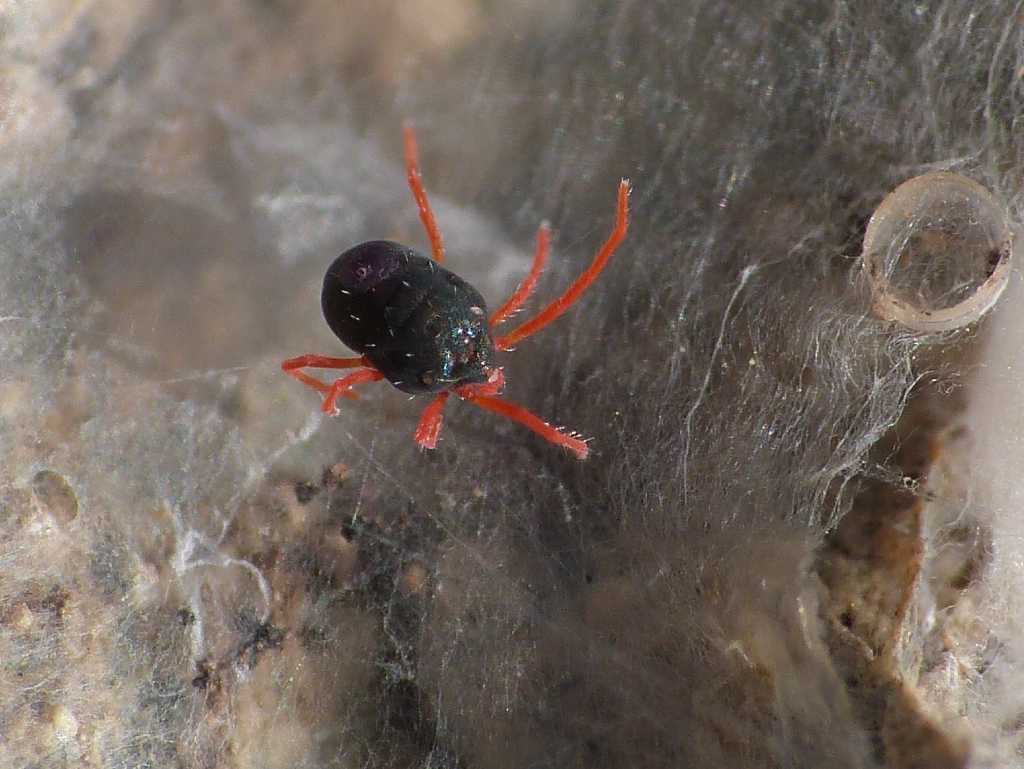 Blu zampe rosse: Halotydeus sp. (Penthaleidae) - Tolfa (RM)